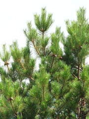 Pinus taiwanensis, photograph author not stated, no rights reserved