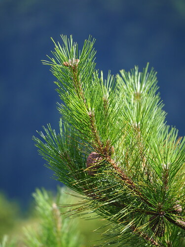 Pinus taiwanensis, photograph 2
