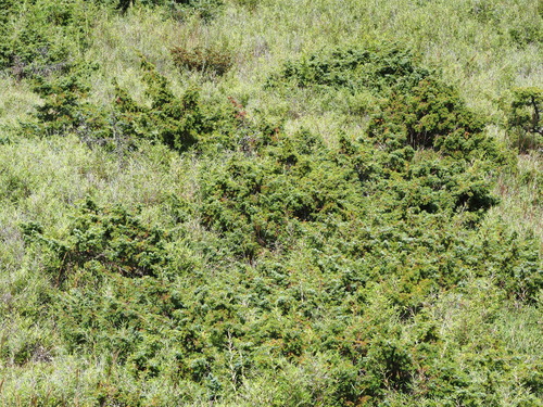 Image of Juniperus formosana by no rights reserved