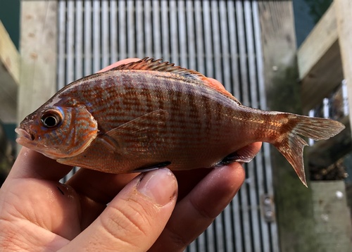 Rainbow seaperch (Hypsurus caryi) — Embiotocidae — 3