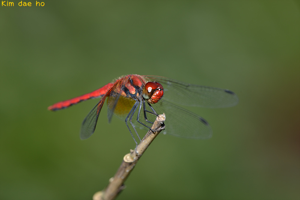 Sympetrum speciosum