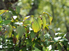 Viburnum betulifolium, photograph author not stated, no rights reserved