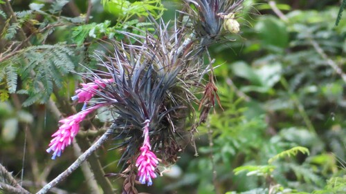 Tillandsia stricta, photograph 5