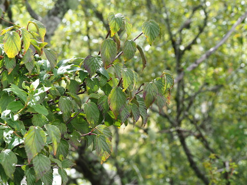 Viburnum betulifolium, photograph 4