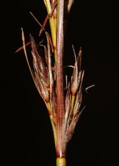 Schoenus cuspidatus