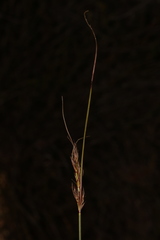 Schoenus cuspidatus