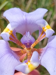 Phalocallis coelestis, photograph (c) Seba Fernández, some rights reserved (CC BY)