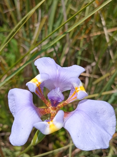 Phalocallis coelestis, photograph 6