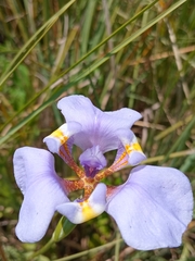 Phalocallis coelestis, photograph (c) Seba Fernández, some rights reserved (CC BY)