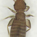Liposcelididae - Photo (c) Stephen Thorpe,  זכויות יוצרים חלקיות (CC BY-NC), הועלה על ידי Stephen Thorpe
