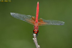 Sympetrum speciosum