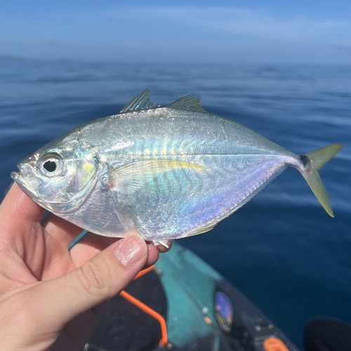 Atlantische bumpervis (Chloroscombrus chrysurus) — Carangidae — 3