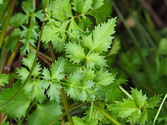 author not stated, no rights reserved Pimpinella niitakayamensis, photograph author not stated, no rights reserved