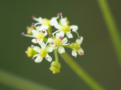 Pimpinella niitakayamensis, photograph 5