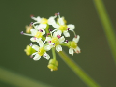 author not stated, no rights reserved Pimpinella niitakayamensis, photograph author not stated, no rights reserved
