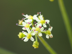 Pimpinella niitakayamensis, photograph author not stated, no rights reserved