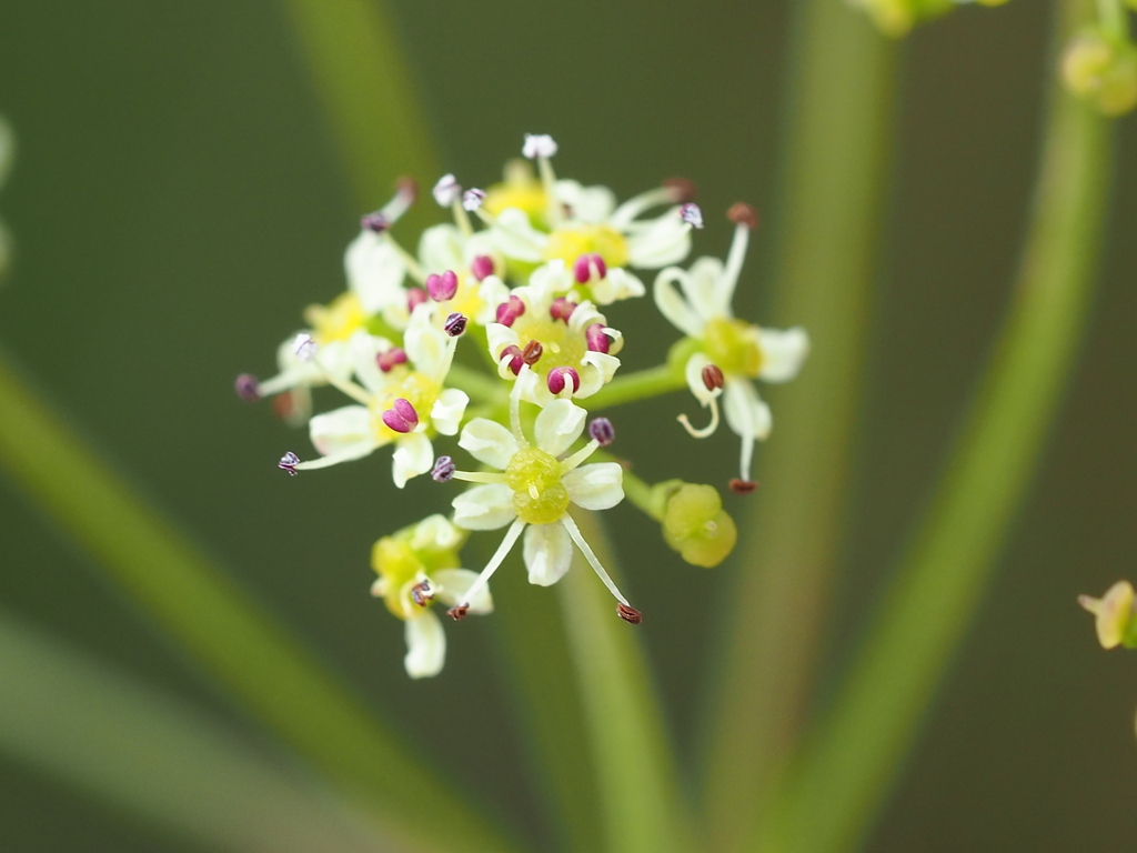 Pimpinella niitakayamensis; photograph author not stated, no rights reserved