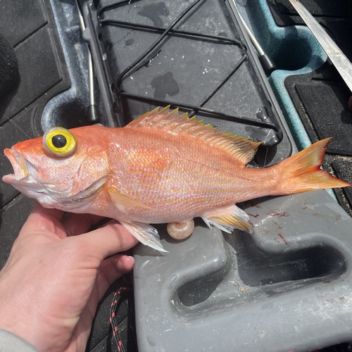 Silk snapper (Lutjanus vivanus) — Lutjanidae — 5