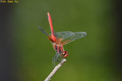 Sympetrum speciosum