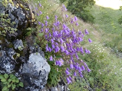 Campanula kolenatiana