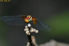 Sympetrum speciosum