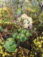 Micranthes nelsoniana aestivalis