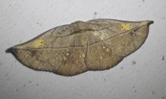 Xenomusa metallica
