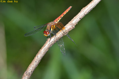 Sympetrum speciosum