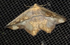Polyacme dissimilis