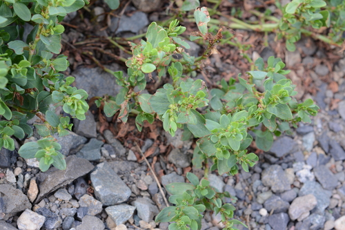 Image of Polygonum achoreum by (c) Alison Northup, some rights reserved (CC BY)
