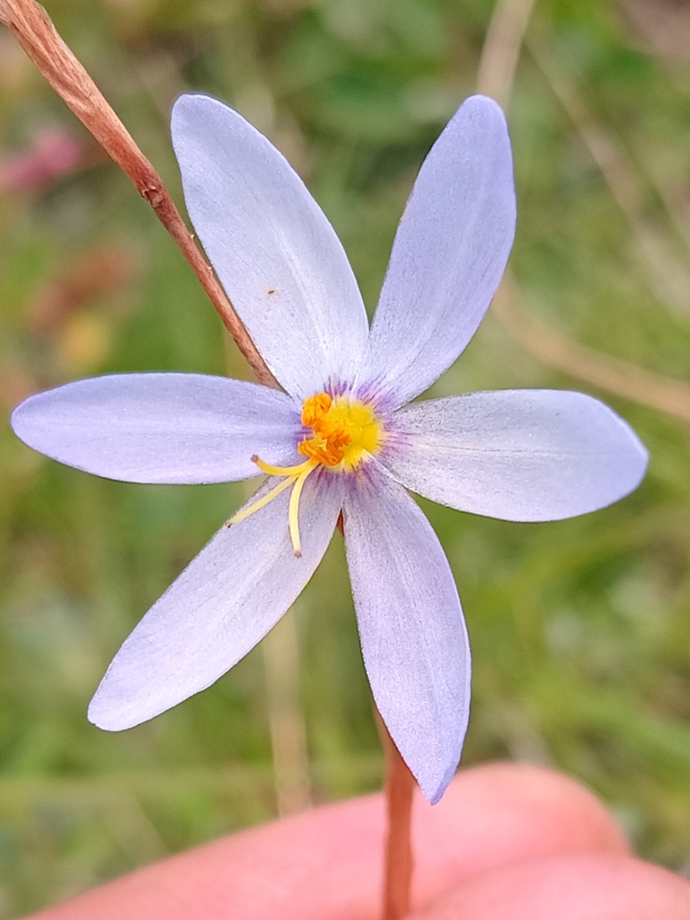 Calydorea luteola