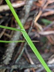 Carex cumulata