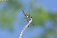 Sympetrum speciosum