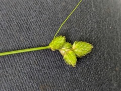 Carex cumulata