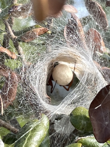 Red Widow photo 2