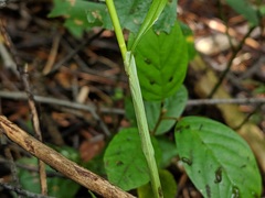 Carex cumulata