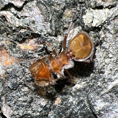 Cephalotes clypeatus photo 4
