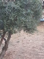 Olea europaea