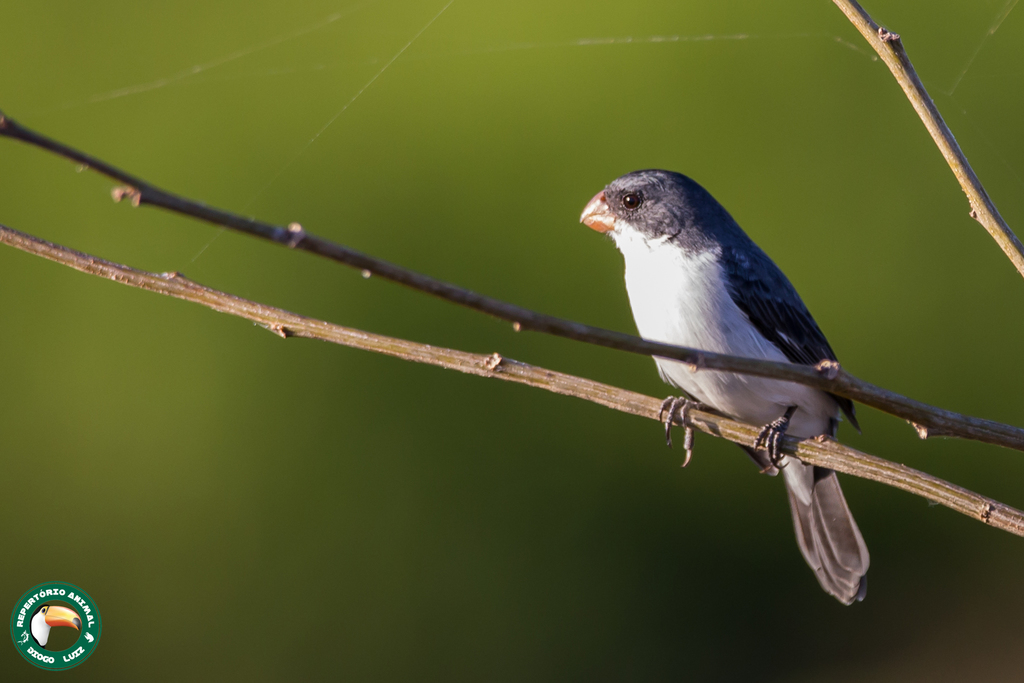 White-bellied Seedeater