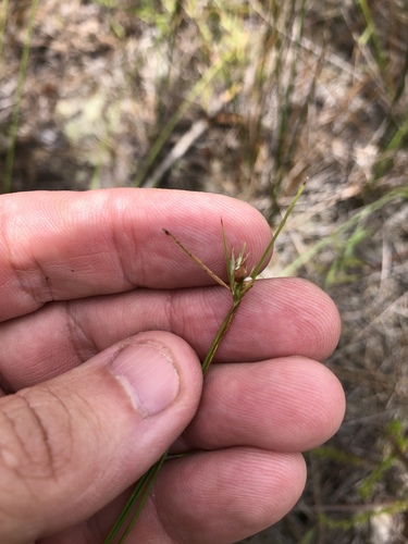 Scleria ciliata var. ciliata