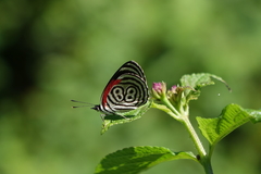Diaethria clymena