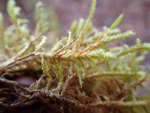Image of Antitrichia californica by no rights reserved