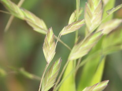 Chasmanthium latifolium