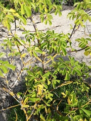 Bursera excelsa