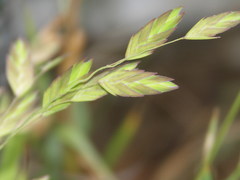 Chasmanthium latifolium