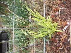 Chasmanthium latifolium