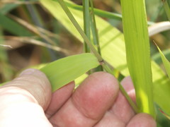 Chasmanthium latifolium