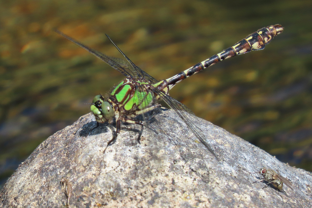 Boreal Snaketail