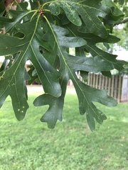 Quercus alba