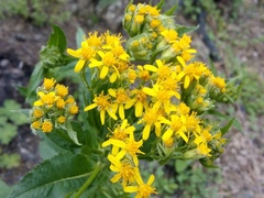 Senecio propinquus